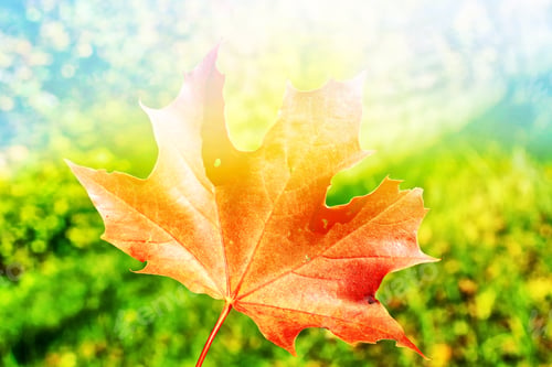 Preview: Autumn Landscape. Beautiful Autumn Leaves. Golden Autumn.