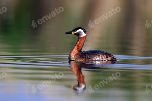 Preview: Swimming Bird. Bird: Green, Blue Nature Background. Red Necked Grebe. Podiceps Grisegena.