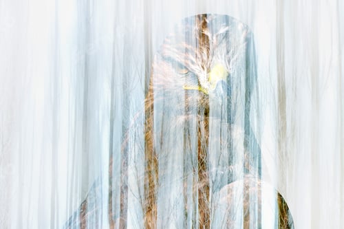 Preview: Surreal Picture Of Nature. Abstract Images. Portrait Of Hawk.