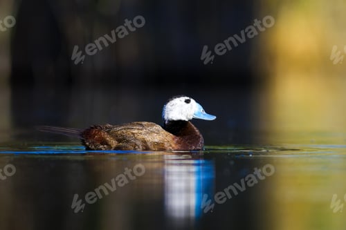 Preview: Duck Swimming In Lake. Cute White Headed Duck. Nature Colors Background. White Headed Duck Oxyura
