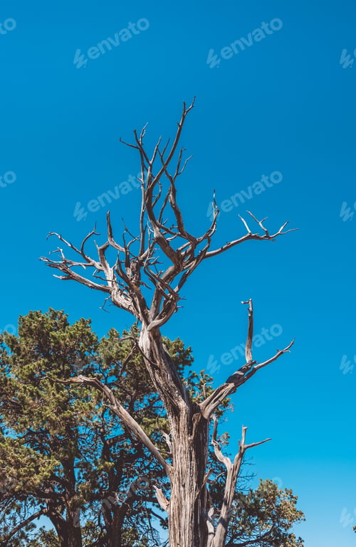 Preview: Desert Of Arizona. Dry Trees And Blue Cloudless Sky