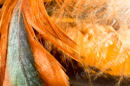 Preview: Colorful Rooster Feather With Details And Reflexions