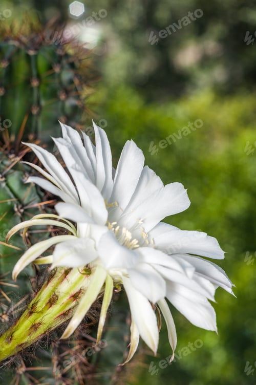 Preview: Blooming White Cactus Flower in Natural Green Setting