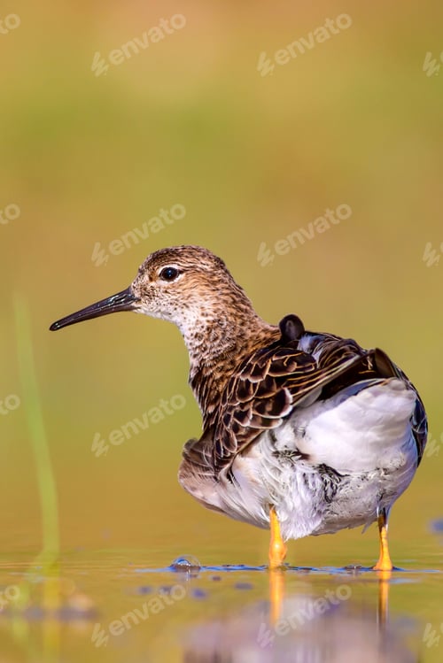 Preview: Water Bird. Common Bird; Ruff. Philomachus Pugnax. Colorful Nature Background.