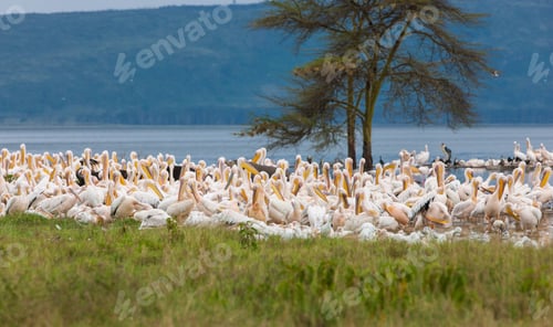 Preview: White Pelicans At Lake Nakuru, Kenya
