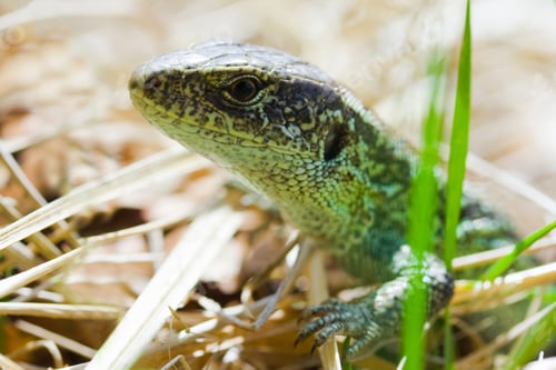 Preview: Close-Up Of A Small Lizard In A Bright Day