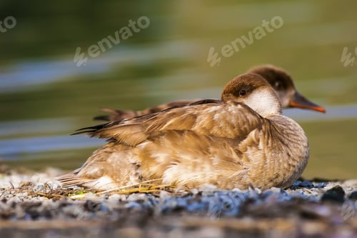 Preview: Resting Ducks. Nature Background. Common Duck: Red Crested Pochard.