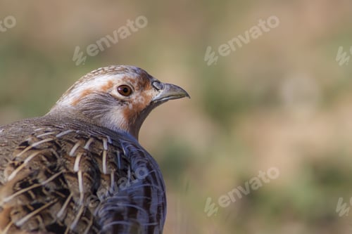 Preview: Partridge. Nature Background. Bird: Grey Partridge. Perdix Perdix.