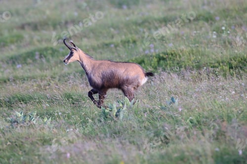 Preview: Chamois (Rupicapra Rupicapra) Vosges Mountains, France