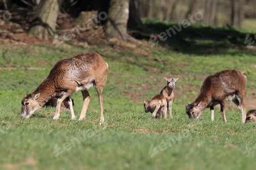 Preview: Big European Mouflon ( Ovis Orientalis ) On The Grassland Wild Animal In The Nature Habitat, Saxony