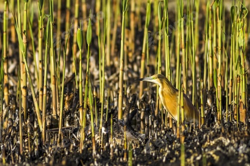 Preview: Burnt Reeds And Bird. Black Green Nature Background. Bird: Squacco Heron Ardeola Ralloides.