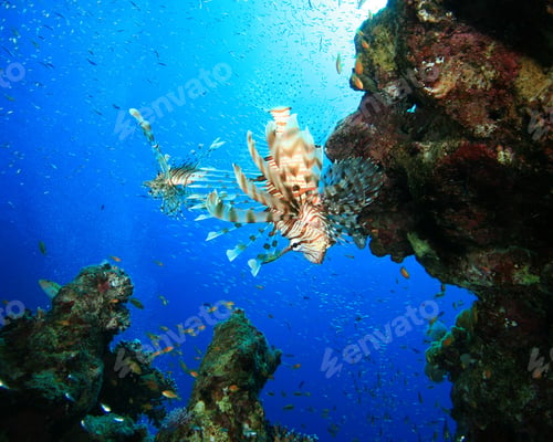 Preview: Lionfish Hunt Shoaling Glassfish