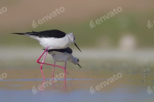 Preview: Birds In Love. Black Winged Stilt. Natural Background.