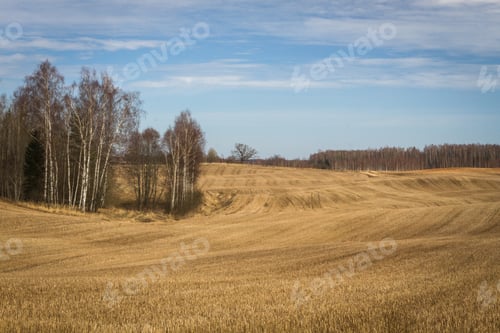 Preview: Processed Cereal Fields In Spring