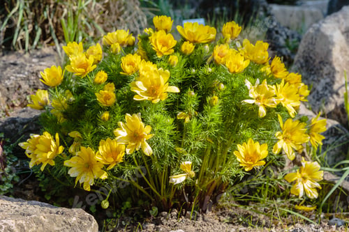 Preview: Adonis Vernalis Is A Perennial Flowering Plant In Sping Garden. Adonis Vernalis Is A Medicinal