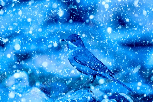 Preview: Winter Season And Nature. Falling Snow. Blue Nature Background.
