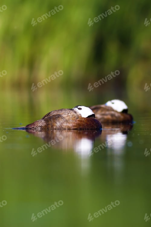 Preview: Duck Swimming In Lake. White Headed Duck Green Lake Background White Headed Duck Oxyura Leucocephala