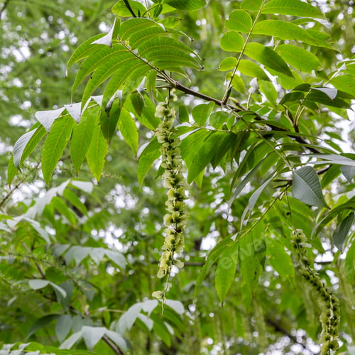 Preview: Branches Of Caucasian Walnut (Pterocarya Fraxinifolia) Tree (Family Juglandaceae) In Park Or Garden.