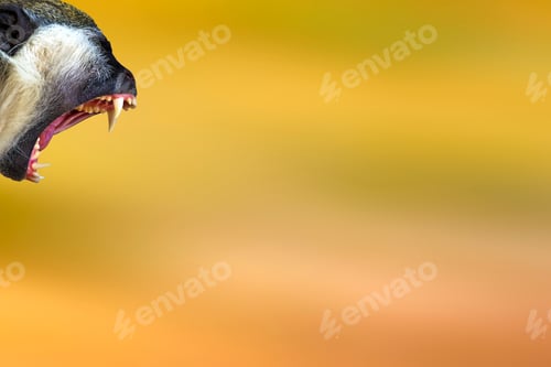 Preview: Screaming Monkey. Yellow Orange Nature Background. Isolated Images.