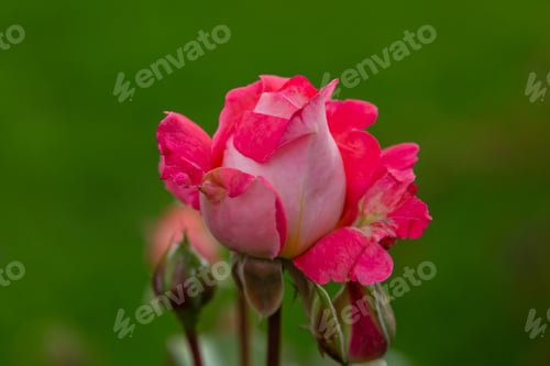 Preview: Beautiful Rose In Green Background