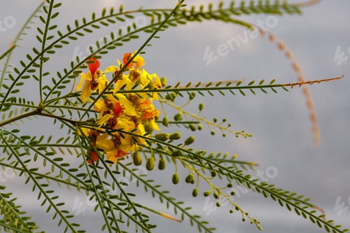 Preview: Cercidium: Mexican Palo Verde Tree(Parkinsonia Aculeata)This Native Of The Deserts Of Arizona Is A