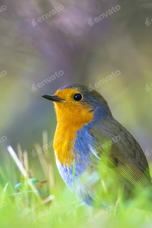 Preview: Cute Bird Robin. European Robin / Erithacus Rubecula