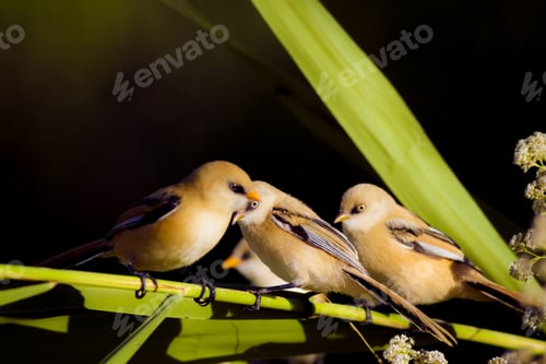 Preview: Cute Birds. Black Nature Background. Bearded Reedling / Panurus Biarmicus