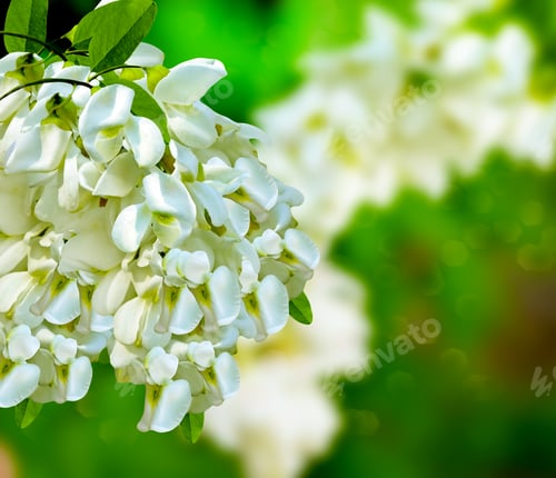 Preview: Summer Landscape. Bush Blooming Acacia