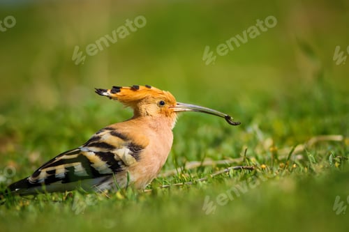 Preview: Hunting Hoopoe. Green Nature Background. Bird: Eurasian Hoopoe.