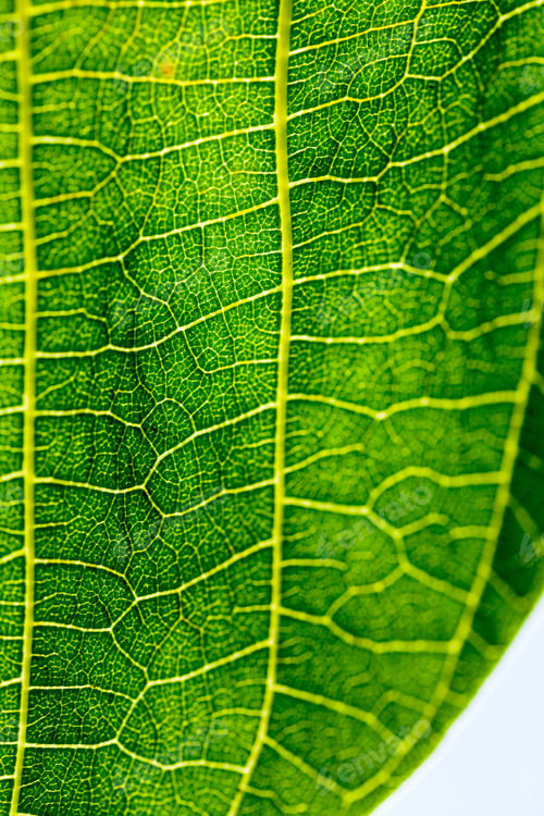 Preview: Green, Abstract Composition With Leaf Texture