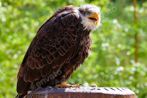 Preview: Bald Eagle (Lat. Haliaeetus Leucocephalus)