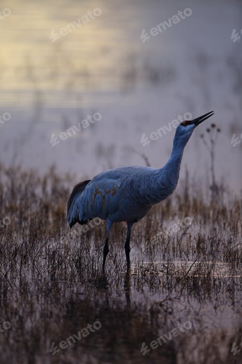 Preview: Sandhill Crane Bosque Del Apache Wildlife Reserve New Mexico Usa