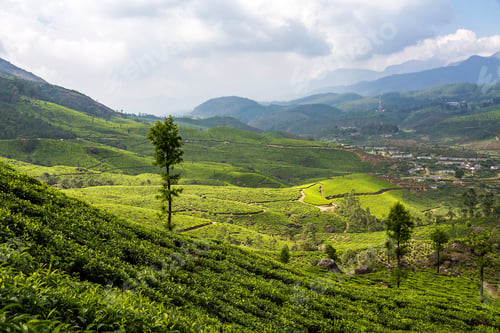 Preview: Tea Plantations In Munnar, Kerala, South India