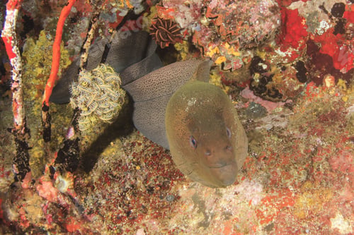 Preview: Giant Moray Eel