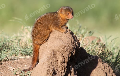 Preview: Dwarf Mongooses In The Serengeti National Park, Tanzania