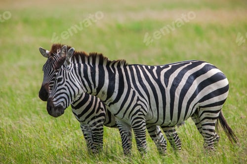 Preview: Zebras In The Serengeti National Park, Tanzania