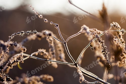 Preview: Dried Herbs In The Field Against The Light