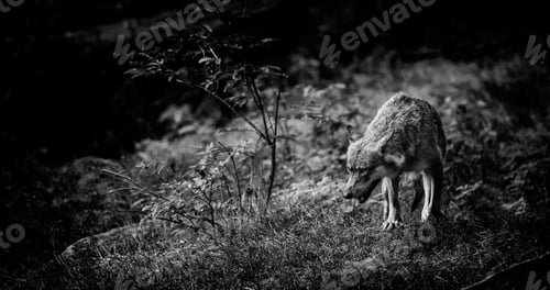 Preview: Gray (Or Grey) Wolves (Canis Lupus) In The Bayerischer Wald National Park In Bavaria, Germany