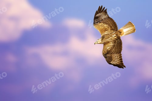 Preview: Bird Of Prey. Isolated Bird. Blue Sky Background.