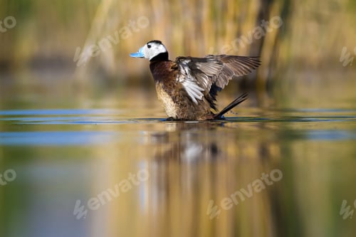 Preview: Swimming Duck. Colorful Lake Habitat Background. Bird: White Headed Duck. Oxyura Leucocephala.