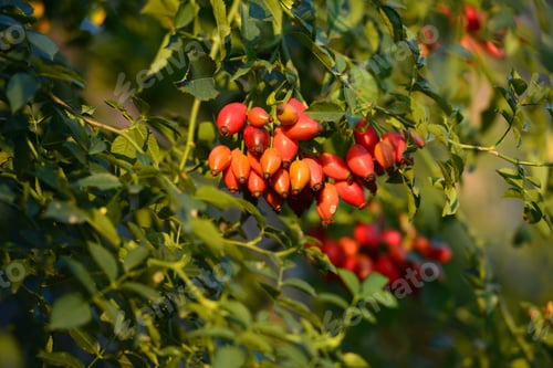 Preview: Dog Rose (Rosa Canina) Bush With Ripe Fruits