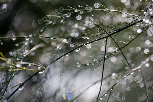 Preview: Abstract Reflections From Raindrops In Wet Branches Of Bushes. Blur Background Texture With Sun