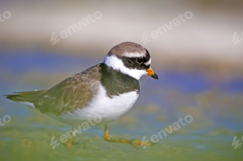 Preview: Cute Little Bird. Colorful Nature Background. Bird: Little Ringed Plover. Charadrius Dubius.