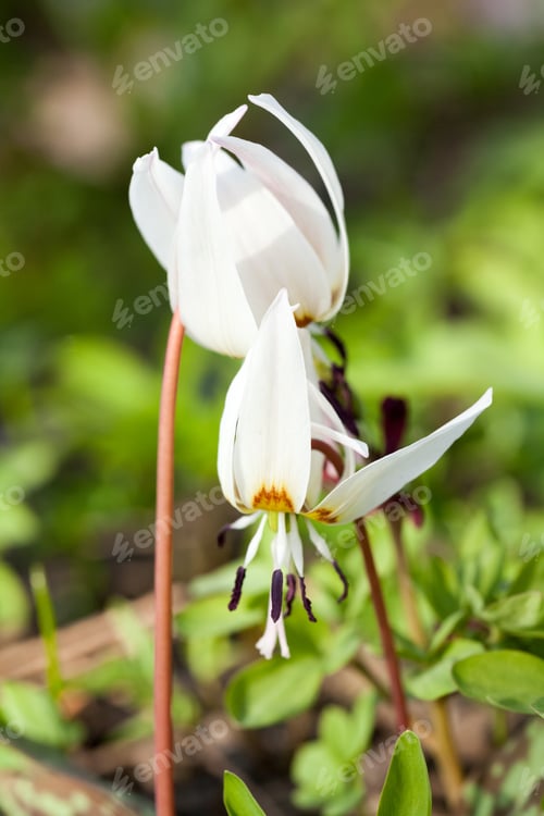 Preview: Erythronium Dens-Canis - Beautiful, Elegant, Spring Flower In The Forest