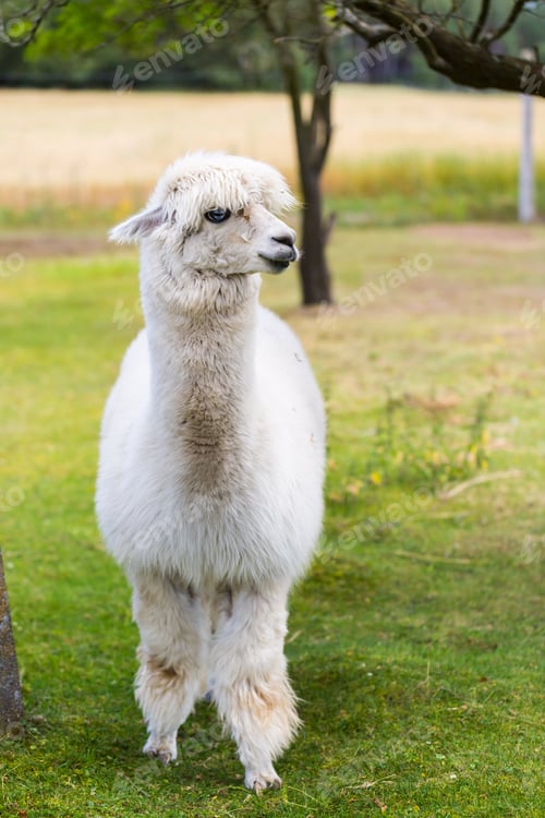 Preview: Alpaca On Farm
