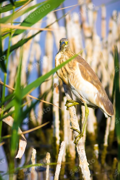 Preview: Hiding Bird. Heron. Lake And Dry Reeds Background. Squacco Heron / Ardeola Ralloides