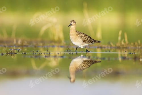 Preview: Water Bird. Colorful Nature Background. Bird: Ruff. Philomachus Pugnax.