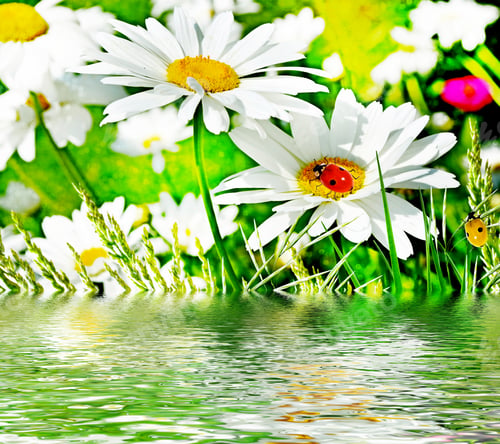 Preview: Wildflowers Daisies