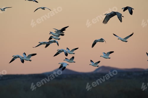 Preview: Snow Geese Bosque Del Apache, New Mexico Usa