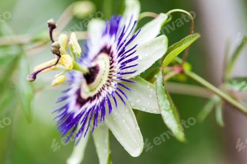 Preview: Passion Flower (Passiflora Incarnata) With Details